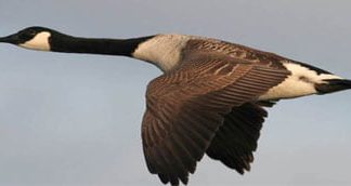 diffisjonsprosess-hastighet