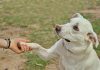 Dog giving paw to anonymous person