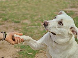Dog giving paw to anonymous person