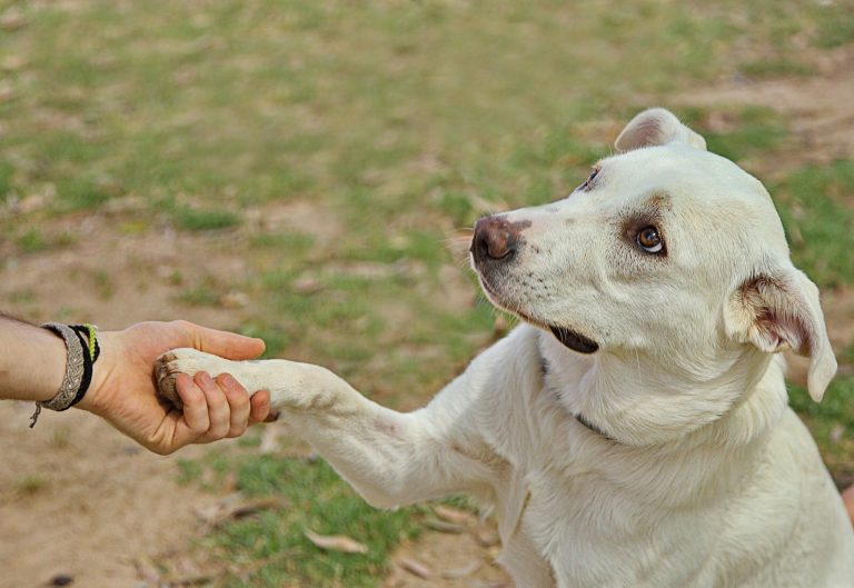 Dog giving paw to anonymous person