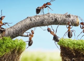 Organisasjonsutvikling