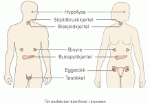 endokrine-kjertle