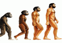 evolusjonsteori