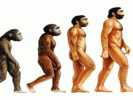 evolusjonsteori