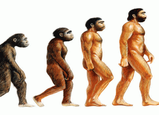 evolusjonsteori