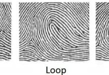 Fingeravtrykk er genetisk bestemt fingeravtrykk