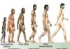 menneskets evolusjon