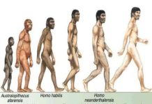 menneskets evolusjon