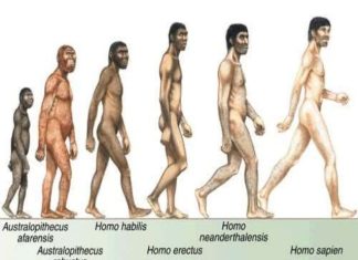menneskets evolusjon