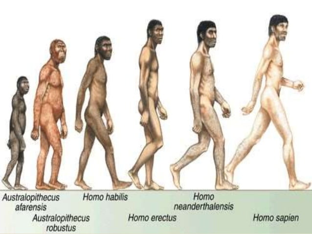 Menneskets evolusjonsprosess