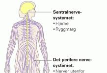 nervesystemet