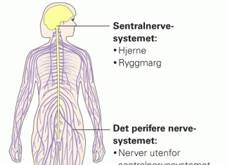 nervesystemet